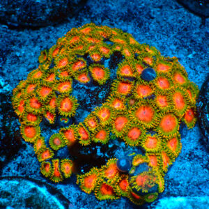 TC Zoanthus Awesome Blossom colonia XL