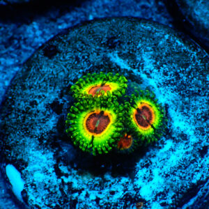 TC Zoanthus Little Shop of Horrors