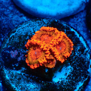 TC Zoanthus Speckled Krakatoa