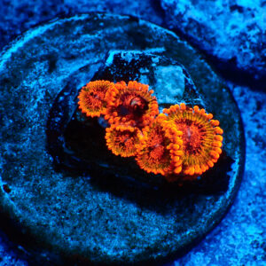 TC Zoanthus Speckled Krakatoa