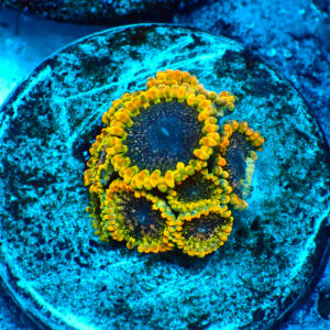 TC Zoanthus Tantrum