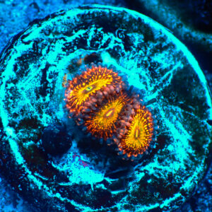 TC Zoanthus Krakatoa God