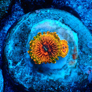 TC Zoanthus Grand Master Krakatoa