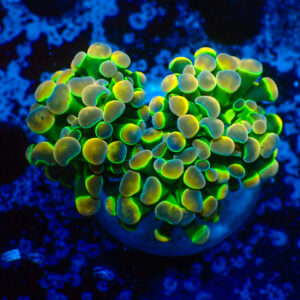 TC Euphyllia parancora OG Hologram 2 cabezas
