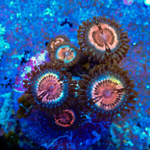 TC Zoanthus Pink Vampire