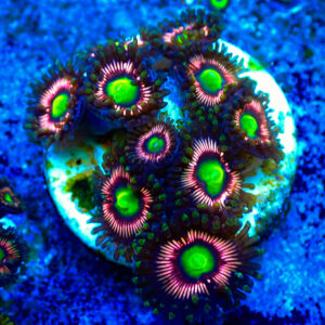 TC Zoanthus Lord of the Rings