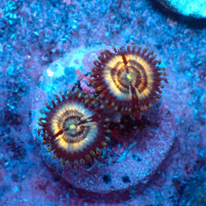 TC Zoanthus Petroglyph