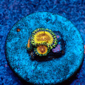 TC Zoanthus Speckled Dragon