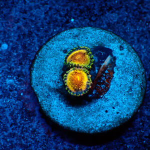 TC Zoanthus Speckled Dragon