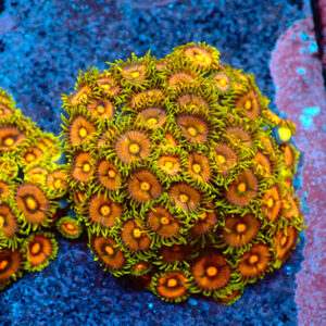 TC Zoanthus Blowpop Colonia