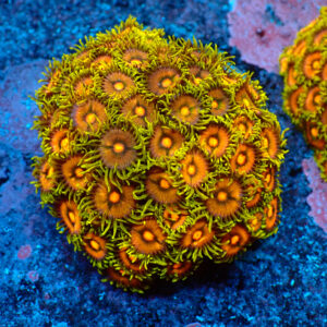 TC Zoanthus Blowpop Colonia
