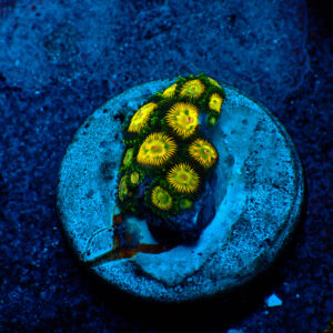 TC Zoanthus Green Lantern