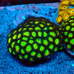 TC Zoanthus The Incredible Hulk Colonia