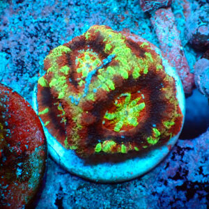TC Micromussa lordhowensis "Asian Acan"
