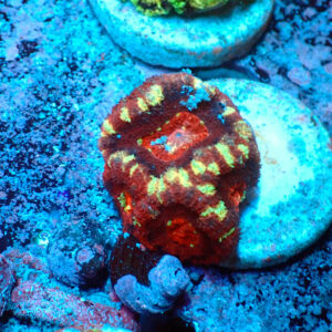 TC Micromussa lordhowensis "Asian Acan"