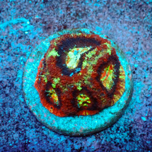 TC Micromussa lordhowensis "Asian Acan"