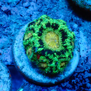 TC Micromussa lordhowensis "Asian Acan"