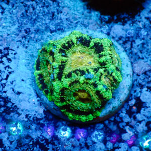 TC Micromussa lordhowensis "Asian Acan"