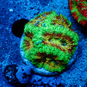 TC Micromussa lordhowensis " Asian Acan"