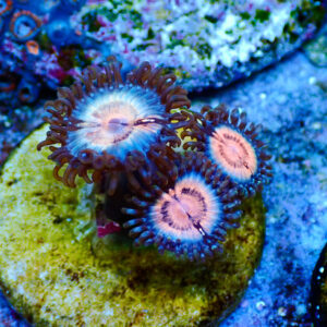 TC Zoanthus Pink Vampire
