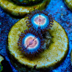 TC Zoanthus Pink Vampire