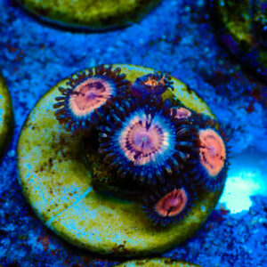 TC Zoanthus Pink Vampire