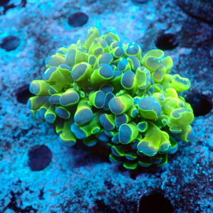 TC Euphyllia parancora Fake Hologram doble cabeza