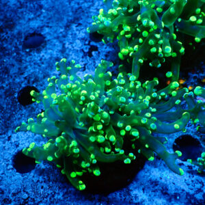 TC Euphyllia paradivisa Blotchy cabeza XL