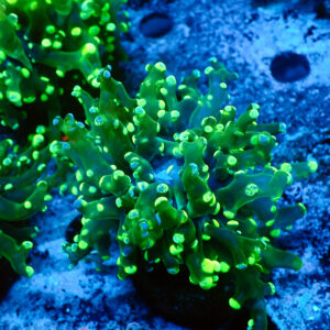 TC Euphyllia paradivisa Blotchy cabeza XL