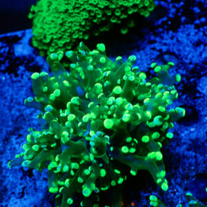 TC Euphyllia paradivisa Blotchy cabeza XL