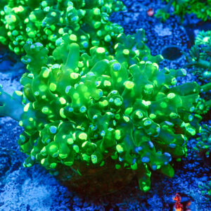 TC Euphyllia paradivisa Blotchy Doble cabeza XL