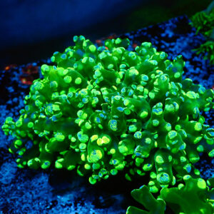TC Euphyllia paradivisa Blotchy Triple cabeza XXL