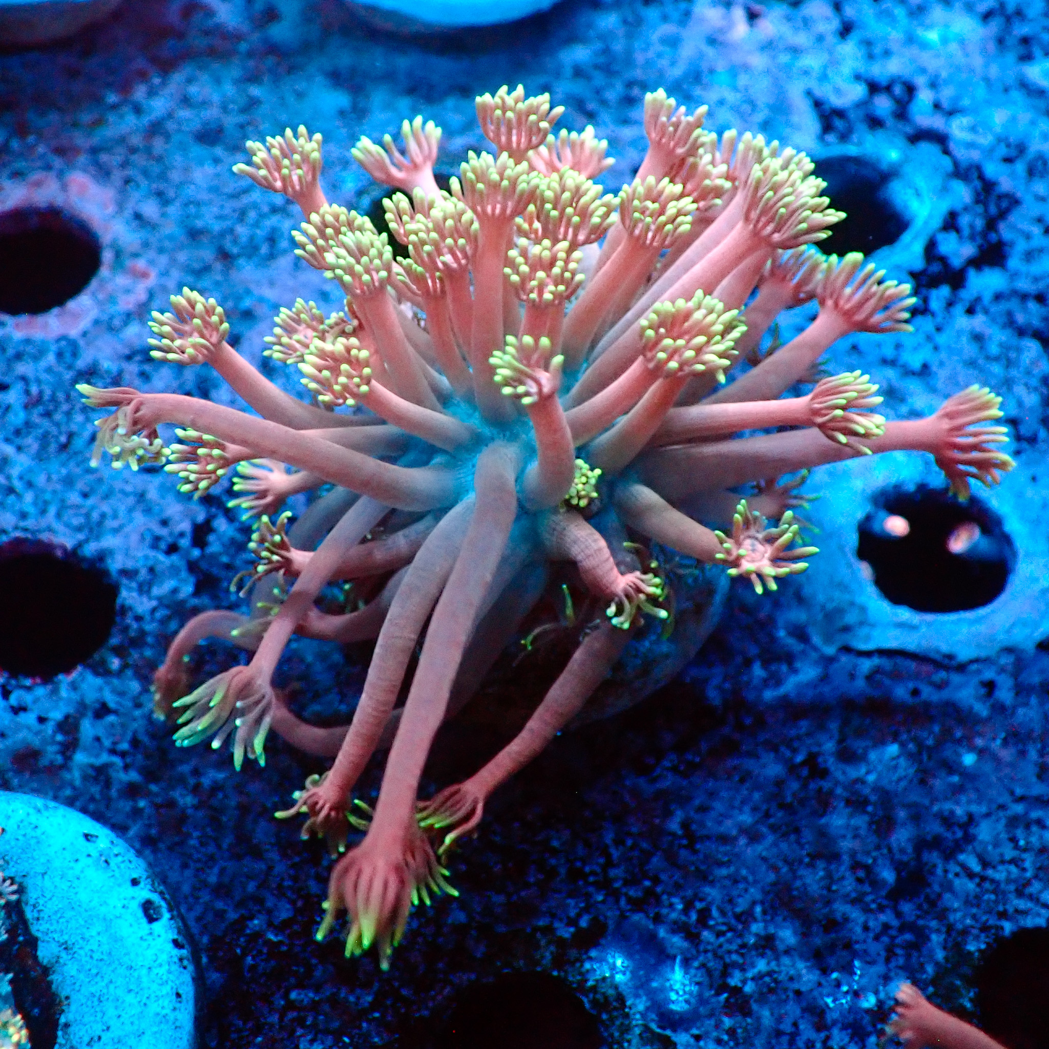 TC Goniopora Confetti