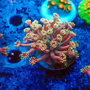 TC Goniopora Confetti
