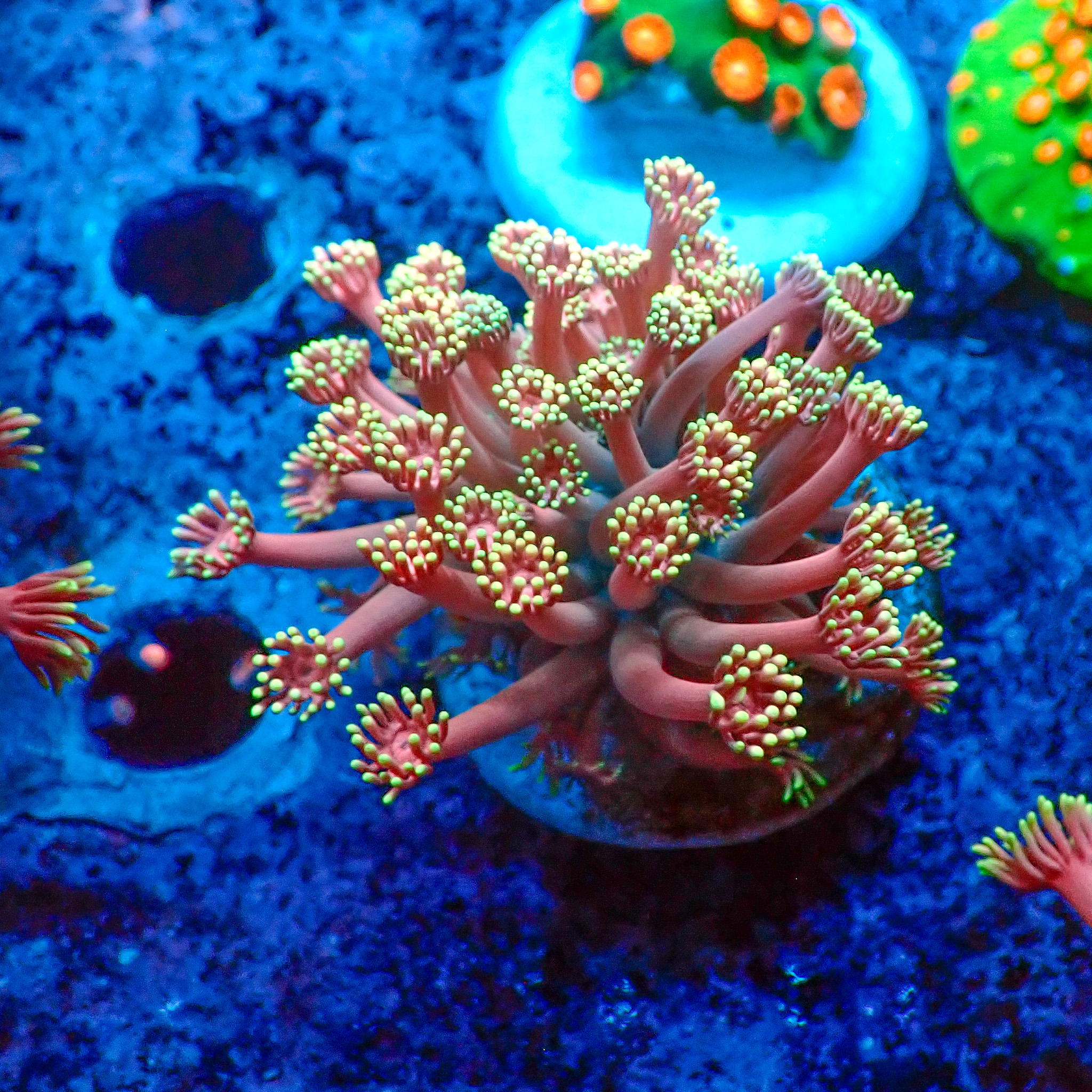 TC Goniopora Confetti