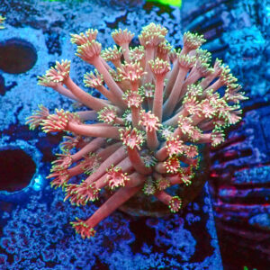 TC Goniopora Confetti
