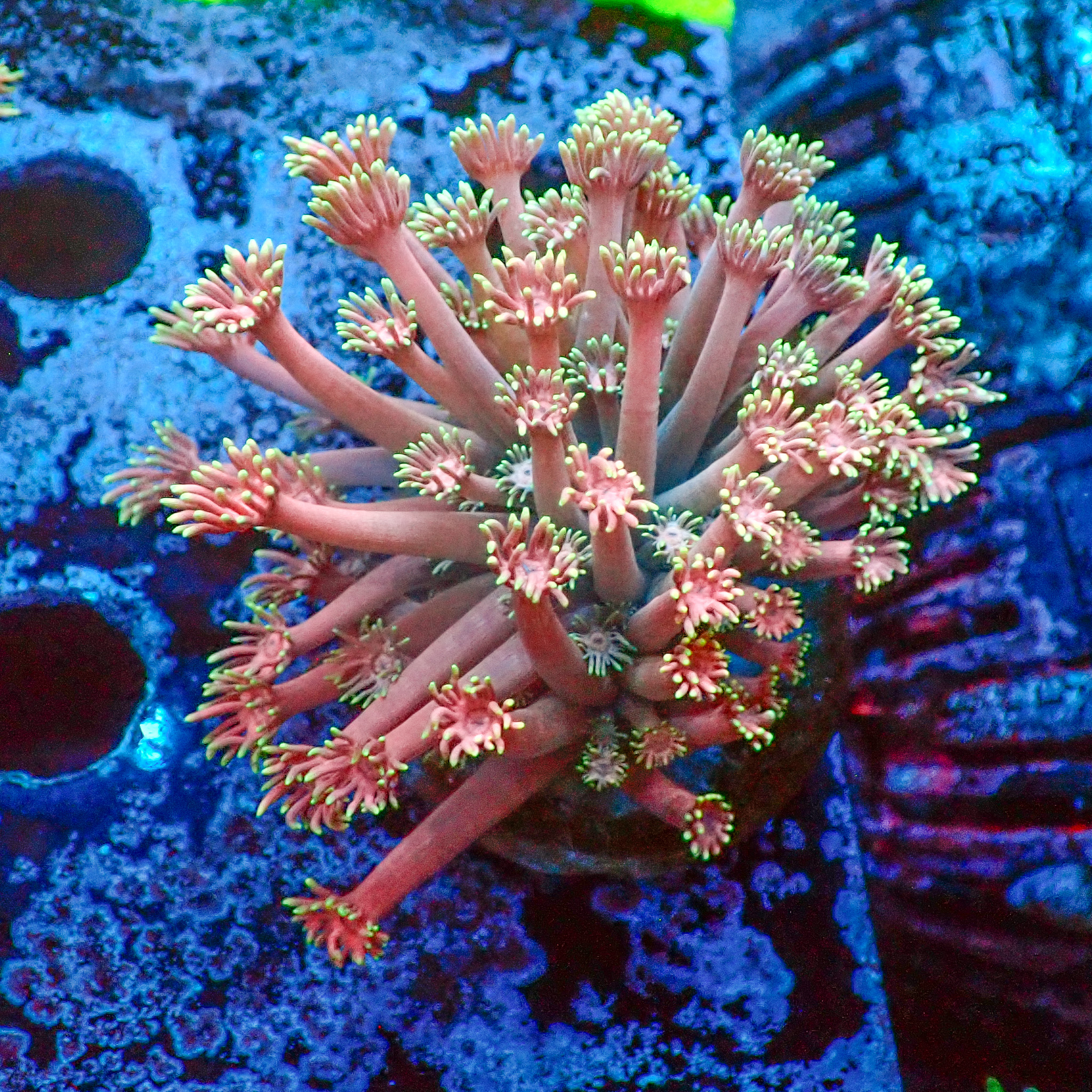 TC Goniopora Confetti