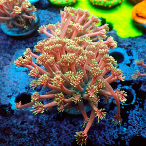 TC Goniopora Confetti