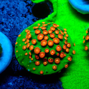 TC Cyphastrea Jingle Bells mini colonia