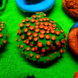 TC Cyphastrea Jingle Bells mini colonia