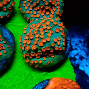 TC Cyphastrea Meteor Shower mini colonia
