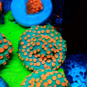 TC Cyphastrea Meteor Shower mini colonia