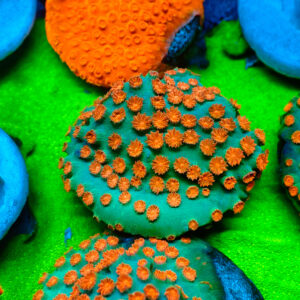 TC Cyphastrea Meteor Shower mini colonia