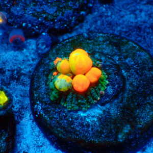 TC Rhodactis OG Bounce Mushroom