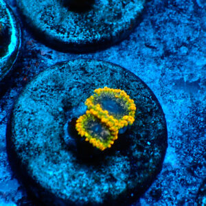 TC Zoanthus Tantrum