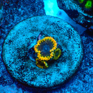 TC Zoanthus Tantrum