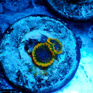 TC Zoanthus Tantrum