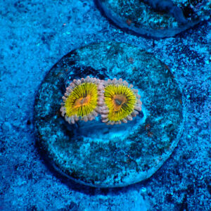 TC Zoanthus Chiquita
