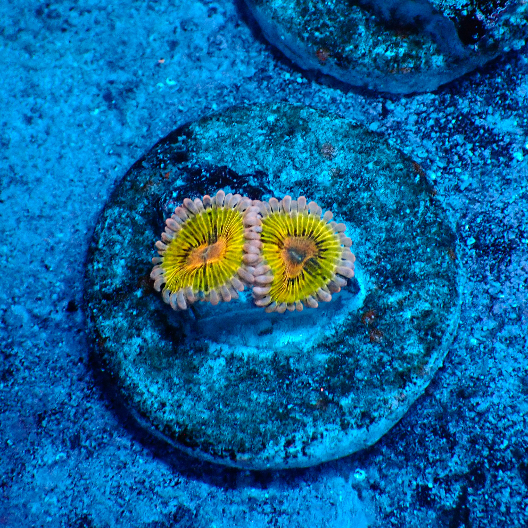 TC Zoanthus Chiquita