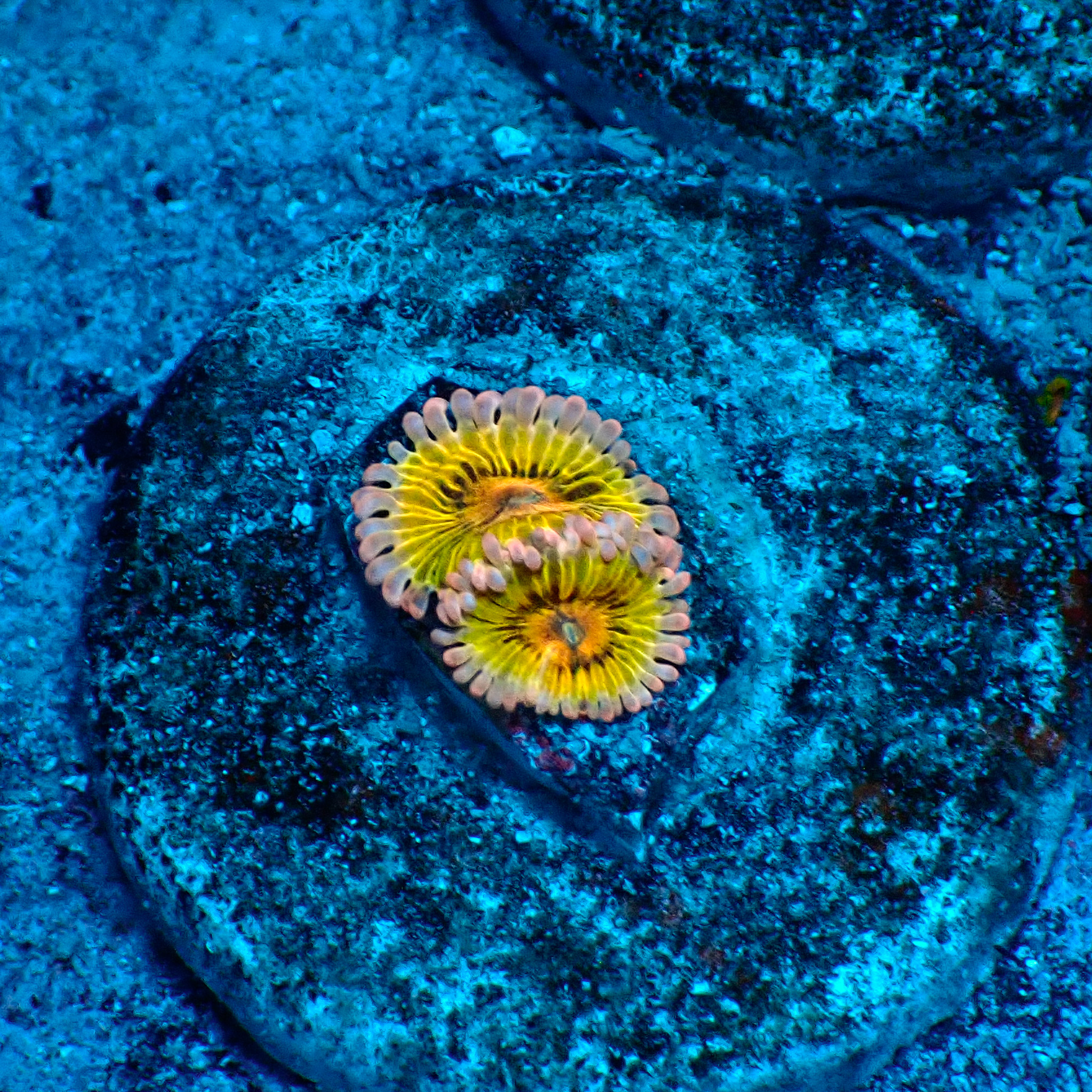 TC Zoanthus Chiquita
